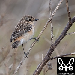 ノビタキのメス。少ないですが複数が越冬中。