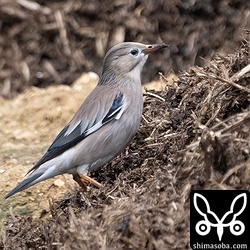 年末ごろは大きなギンムクドリの群れをよく見たのですが、最近は数羽の群れが多いです。島内で分散したのかな?