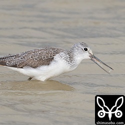 アオアシシギは田んぼや海岸で越冬中。第1回冬羽。