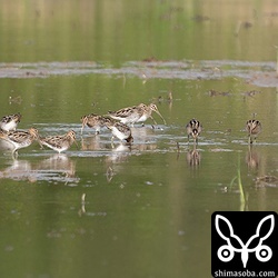 タシギの一番大きな群れは40羽ほどでした。