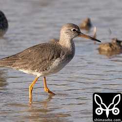 アカアシシギ第1回冬羽。