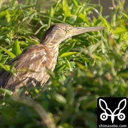 昨年ほどではないですが、今季もヨシゴイが複数越冬しています。