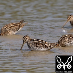 タシギの群れ。