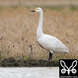 長期滞在のコハクチョウ。今季は刈り取られない水稲が多いので餌には困らないようです。