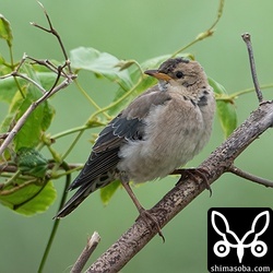 3月までいてくれれば、あの美しいバラ色が拝めると思います。