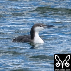 県内ではアビは記録されていますが、まさかオオハムまで現れるとは!!