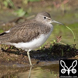 クサシギ第1回冬羽。