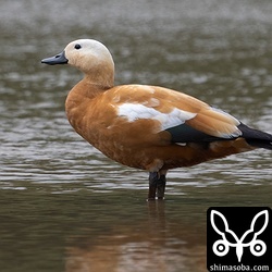 上の個体と常に一緒にいる。