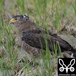 田んぼで餌をとるカンムリワシ。うろうろ歩き回っていました。
