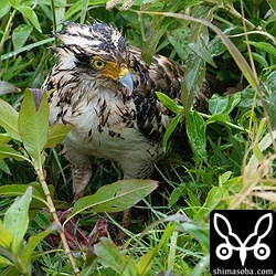 獲物を食うカンムリワシの幼鳥。何を食っているのかは分からず…。