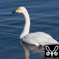 なんでもない海岸にいたオオハクチョウ。近寄ってきたので餌付けされている模様。^^;