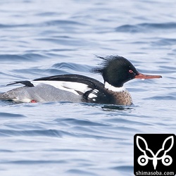 ウミアイサの成鳥オス。