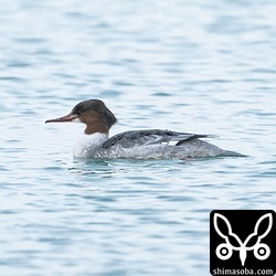 海にいたけどカワアイサ。オス第1回冬羽。