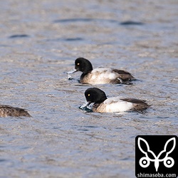 スズガモもたくさんいた。沖縄では珍鳥の部類です。