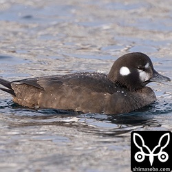 漁港に浮かんでいたシノリガモのメス。
