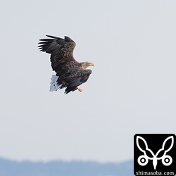 オジロワシ成鳥。