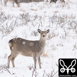 エゾシカはいたる所にいた。雌雄で群れが分かれているようでした。