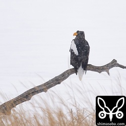 野付半島にいたオオワシ成鳥。