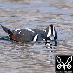 シノリガモの成鳥オス。