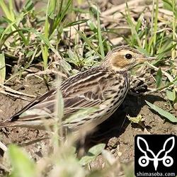 近い群れのムネアカタヒバリ。草の種子を食っていました。