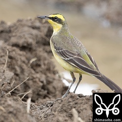 (キマユ)ツメナガセキレイ。