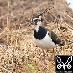 タゲリのメス。こちらも第1回夏羽へ移行中。