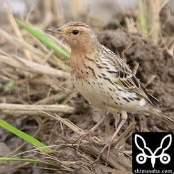 夏羽へ換羽が進んでいるムネアカタヒバリ。