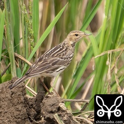 ムネアカタヒバリ第1回冬羽。