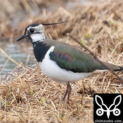 タゲリのオス。第1回夏羽へ換羽が進んでいます。