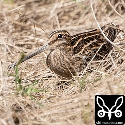 草むらのタシギ。チュウジシギって言ってる人がいましたがタシギですね。