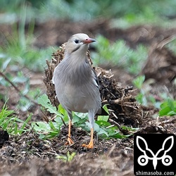 牛糞にギンムクドリ。お気に入りの餌場となっていて毎日のようにいます。