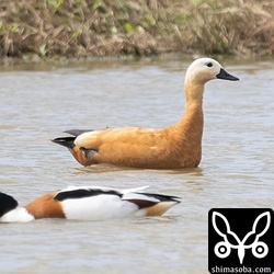 昨年から滞在中のアカツクシガモ。島内には5羽程度います。