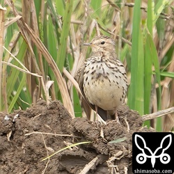 落ち着いて羽繕いしています。