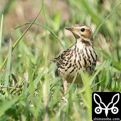 ムネアカタヒバリは換羽のバリエーションがいろいろで楽しめます。
