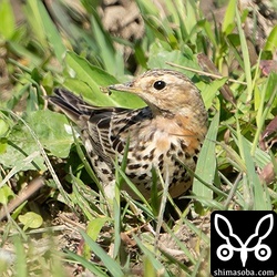 夏羽に変わりつつあります。