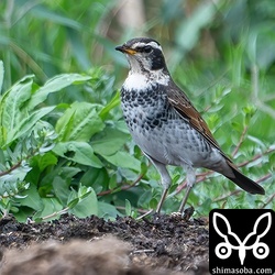 ツグミ第1回冬羽。