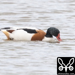 ツクシガモのオス生殖羽。石垣島へのオス成鳥の飛来は珍しいです。
