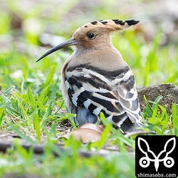 落ち着いているヤツガシラ。その距離、数メートル。