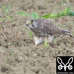 なじみのチョウゲンボウ。