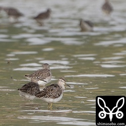 タカブシギ十数羽の群れ。春の第一陣かと思われます。毎年、春、秋とも一番早い到着はタカブシギです。