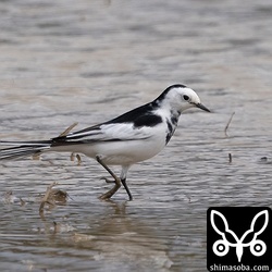 ホオジロハクセキレイのオス。こちらも第1回冬羽から夏羽へ。