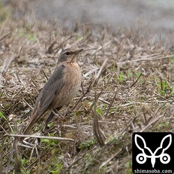 地味なハチジョウツグミ。第1回冬羽。