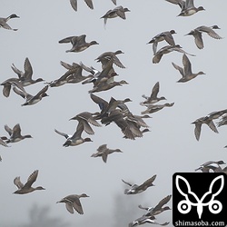 オナガガモ、ヒドリガモ合わせて150羽ほどの群れが田んぼで落穂を拾っていました。