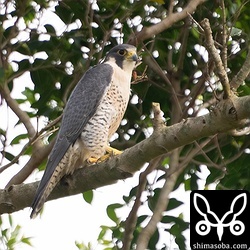 ハヤブサ成鳥オス。田んぼで越冬する鳥たちの脅威です…。^^;