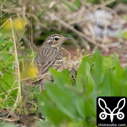 自宅の庭に降りたビンズイ第1回冬羽。