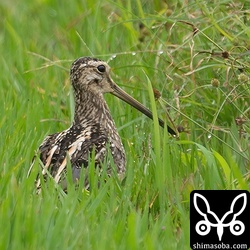 近所の田んぼのタシギ。こちらは数羽が越冬。