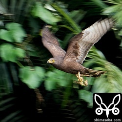 何か獲物を捕まえたようです。