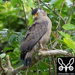 カンムリワシ成鳥。繁殖シーズンがはじまり活発です。