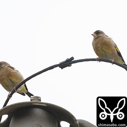 カワラヒワ7羽は長期滞在。体色が淡く、大陸からの亜種でしょうか。