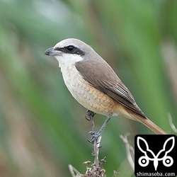 シマアカモズ成鳥メス。